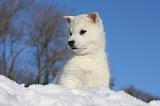 SIBERIAN HUSKY 743